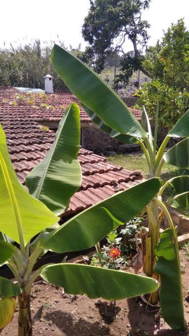 Rural House To Take A Break, La Serreria 25 - Private Garden Такоронте Екстер'єр фото
